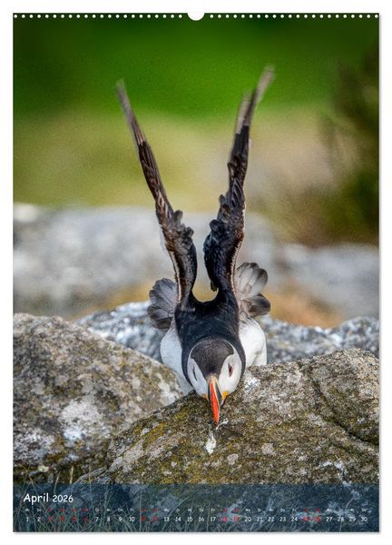 Produktbild: Naturerlebnis Puffin (hochwertiger Premium Wandkalender 2026 DIN A2 hoch), Kunstdruck in Hochglanz