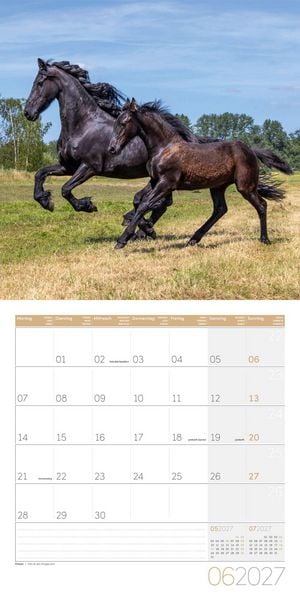 Produktbild: Pferde Kalender 2027 - 30x30 - Art12