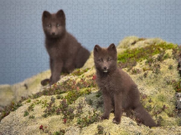 Produktbild: CALVENDO Puzzle Doppelg&auml;nger | 1000 Teile Lege-Gr&ouml;&szlig;e 64x48cm Foto-Puzzle f&uuml;r gl&uuml;ckliche Stunden