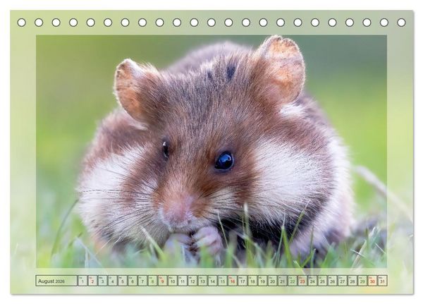 Produktbild: S&uuml;&szlig;e Nager (Tischkalender 2026 DIN A5 quer), CALVENDO Monatskalender
