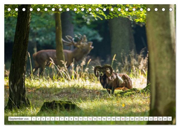 Produktbild: Emotionale Momente: Muffelwild. (Tischkalender 2026 DIN A5 quer), CALVENDO Monatskalender