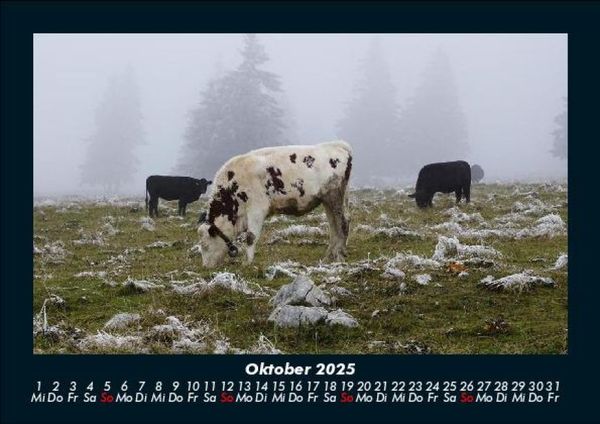 Produktbild: Kuhkalender 2025 Fotokalender DIN A5