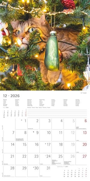 Produktbild: Funny Cats 2026 - Broschürenkalender 30x30 cm (30x60 geöffnet) - Kalender mit Platz für Notizen - Katzen - Bildkalender - Wandplaner - Katzenkalender