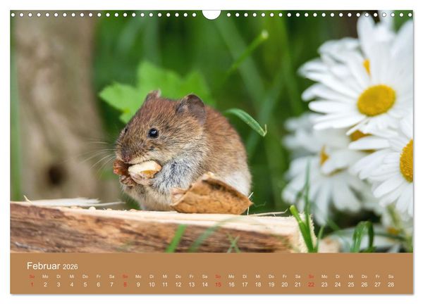 Produktbild: M&auml;usetanz (Wandkalender 2026 DIN A3 quer), CALVENDO Monatskalender