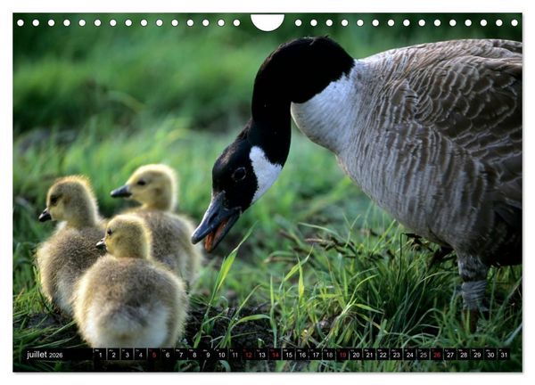 Produktbild: BERNACHES (Calendrier mural 2026 DIN A4 vertical), CALVENDO calendrier mensuel