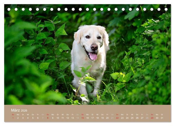 Produktbild: Golden Retriever (Tischkalender 2026 DIN A5 quer), CALVENDO Monatskalender