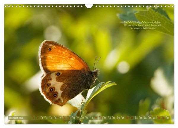 Produktbild: Frankens Insekten (Wandkalender 2026 DIN A3 quer), CALVENDO Monatskalender