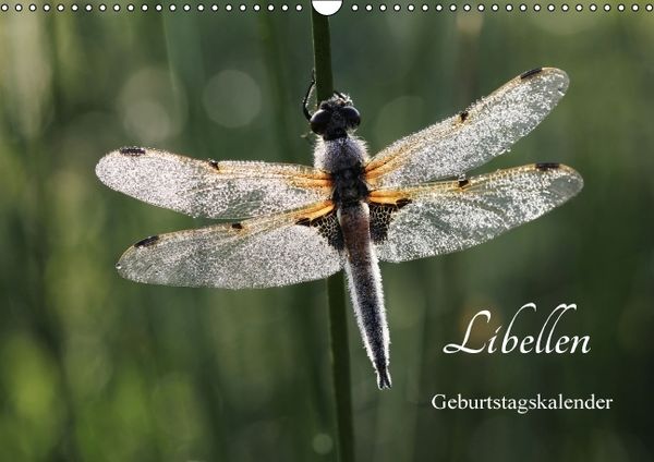 Produktbild: Libellen Geburtstagskalender (Wandkalender immerw&auml;hrend DIN A3 quer)
