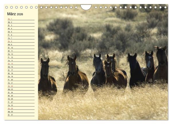 Produktbild: Wilde Pferde. Mustangs in USA (Wandkalender 2026 DIN A4 quer), CALVENDO Monatskalender