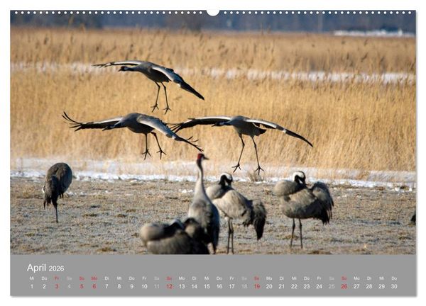 Produktbild: Kraniche in Vorpommern (hochwertiger Premium Wandkalender 2026 DIN A2 quer), Kunstdruck in Hochglanz