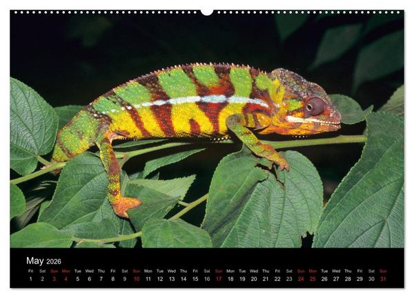 Produktbild: Chameleons Monsters of the African Bush (High Quality Premium Wall Calendar 2026 DIN A2 landscape),CALVENDO 12 Month Wall Calendar