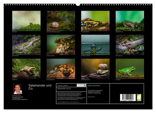 Produktbild: Salamander und Co. (hochwertiger Premium Wandkalender 2026 DIN A2 quer), Kunstdruck in Hochglanz