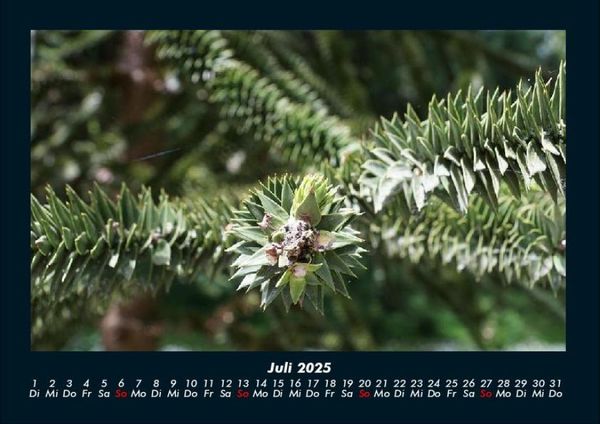 Produktbild: B&auml;ume 2025 Fotokalender DIN A4