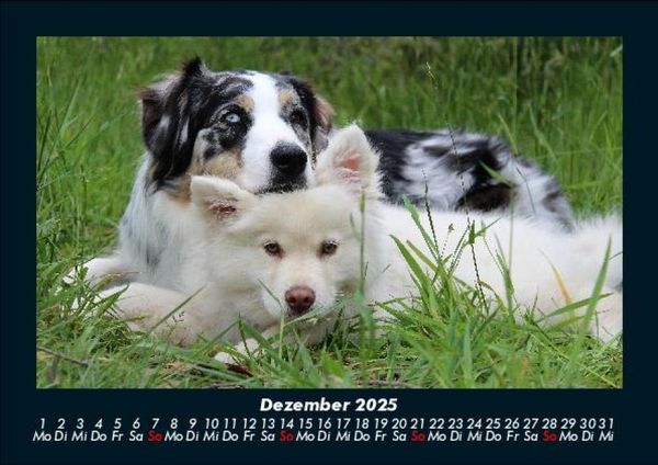 Produktbild: Der Hundekalender 2025 Fotokalender DIN A5