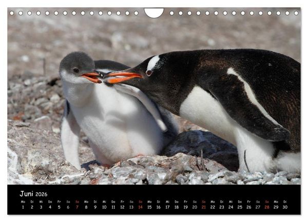 Produktbild: Pinguine aus aller Welt (Wandkalender 2026 DIN A4 quer), CALVENDO Monatskalender