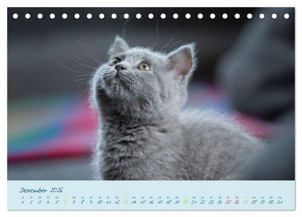 Produktbild: Ein kleiner Kater entdeckt die Welt! (Tischkalender 2026 DIN A5 quer), CALVENDO Monatskalender