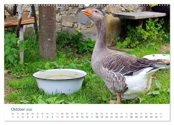 Produktbild: Tierisches Leben auf dem Bauernhof 2026 (Wandkalender 2026 DIN A2 quer), CALVENDO Monatskalender