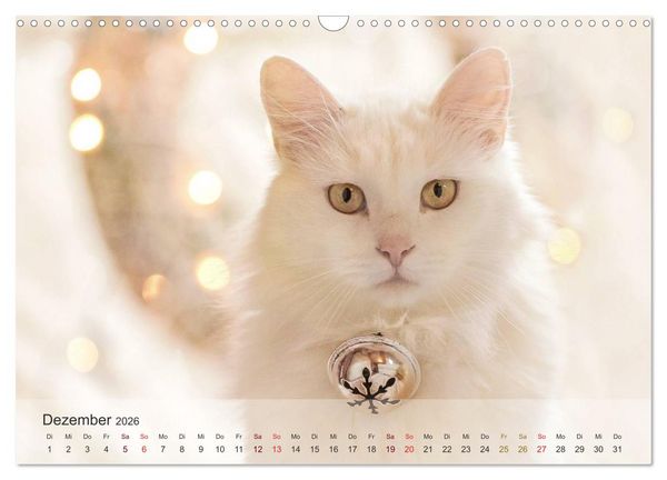 Produktbild: Katzen 2026 Bezaubernde Samtpfoten (Wandkalender 2026 DIN A3 quer), CALVENDO Monatskalender