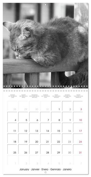 Produktbild: Black and white cat whispers (Wall Calendar 2027 12 &times; 12 Inch) CALVENDO 12 Month Wall Calendar