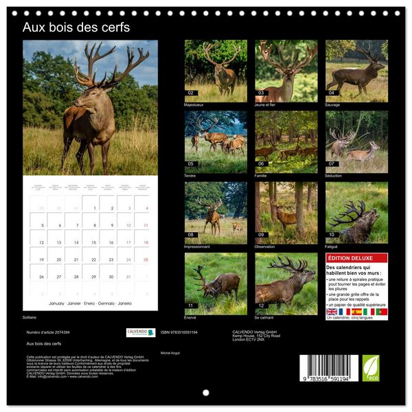 Produktbild: Aux bois des cerfs (Calendrier mural carr&eacute; 2026 30x30 cm) Calendrier double avec une page pour vos prises de notes