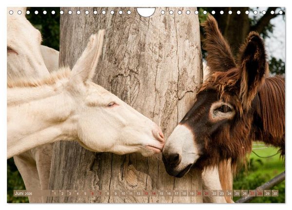Produktbild: Wei&szlig;e Esel - M&auml;rchenhafte Langohren (Wandkalender 2026 DIN A4 quer), CALVENDO Monatskalender