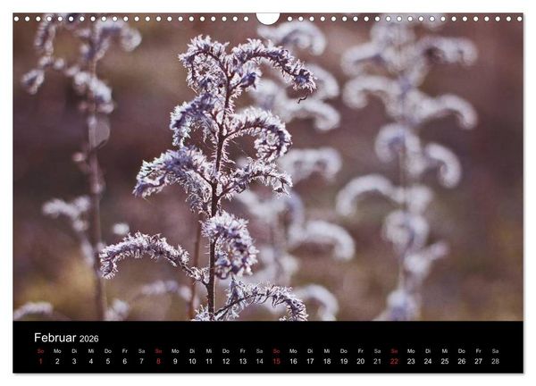 Produktbild: Bl&uuml;tenzauber 2026 (Wandkalender 2026 DIN A3 quer), CALVENDO Monatskalender