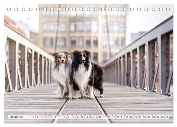 Produktbild: Hamburger Hafencity - Unterwegs mit den Shelties Finn und Louis (Tischkalender 2026 DIN A5 quer), CALVENDO Monatskalender