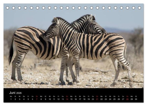 Produktbild: Zebras - Faszination der Streifen (Tischkalender 2026 DIN A5 quer), CALVENDO Monatskalender