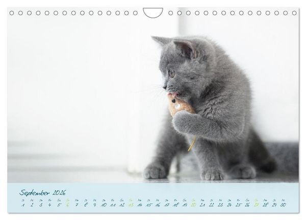 Produktbild: Ein kleiner Kater entdeckt die Welt! (Wandkalender 2026 DIN A4 quer), CALVENDO Monatskalender