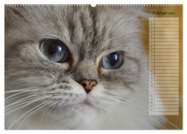 Produktbild: Katzen im Portr&auml;t / Geburtstagskalender (Wandkalender 2026 DIN A2 quer), CALVENDO Monatskalender