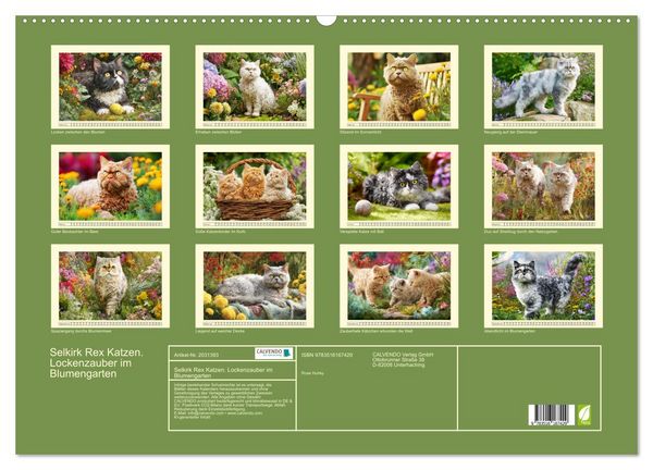 Produktbild: Selkirk Rex Katzen. Lockenzauber im Blumengarten (Wandkalender 2026 DIN A2 quer), CALVENDO Monatskalender