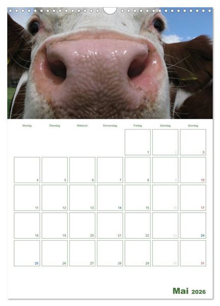 Produktbild: Kuhle K&uuml;he 2026 (Wandkalender 2026 DIN A3 hoch), CALVENDO Monatskalender