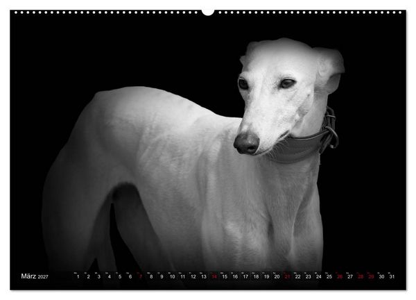 Produktbild: Galgo Espa&ntilde;ol - der spanische Windhund 2027 (Wandkalender 2027 DIN A2 quer), CALVENDO Monatskalender