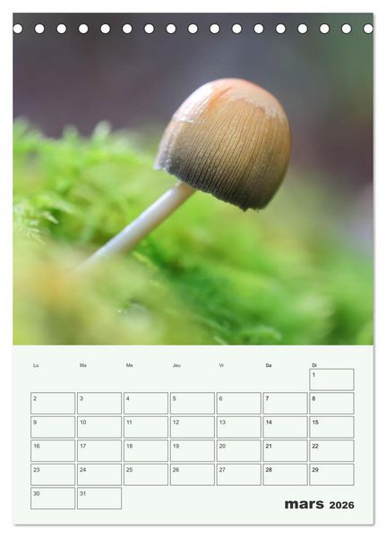 Produktbild: Champignons magiques - Beaut&eacute;s &eacute;ph&eacute;m&egrave;res (Calendrier de bureau 2026 DIN A5 horizontal), CALVENDO calendrier mensuel