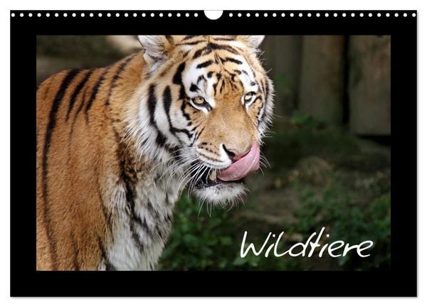 Wildtiere (Wandkalender 2026 DIN A3 quer), CALVENDO Monatskalender