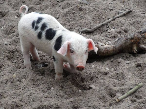 Produktbild: CALVENDO Puzzle Rosarotes Ferkel | 1000 Teile Lege-Gr&ouml;&szlig;e 64x48cm Foto-Puzzle f&uuml;r gl&uuml;ckliche Stunden