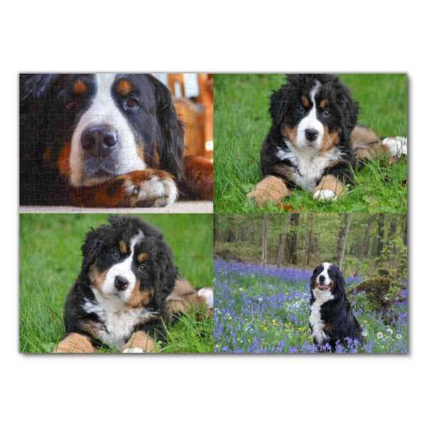 Produktbild: Lais Puzzle Collage Berner Sennenhund 500 Teile