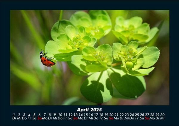 Produktbild: Pflanzen und Bl&uuml;ten 2025 Fotokalender DIN A5