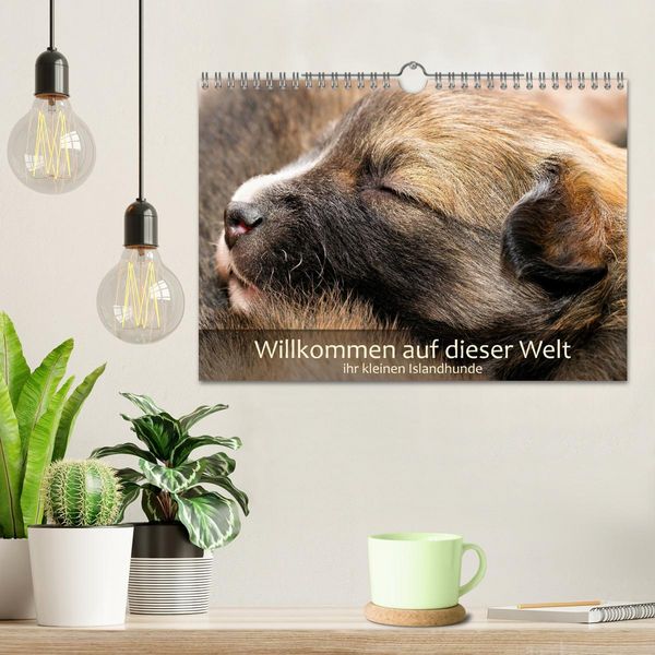 Produktbild: Willkommen auf dieser Welt ihr kleinen Islandhunde (Wandkalender 2027 DIN A4 quer), CALVENDO Monatskalender