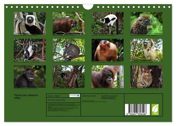 Produktbild: Planet der seltenen Affen (Wandkalender 2026 DIN A4 quer), CALVENDO Monatskalender
