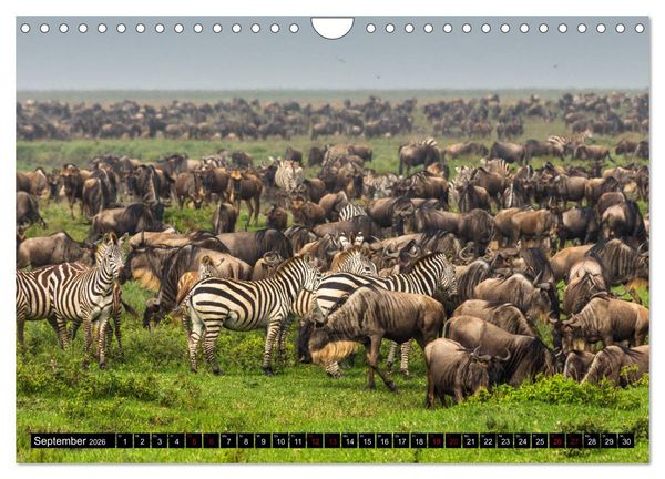 Produktbild: Tansania - Tierwanderung in der Serengeti (Wandkalender 2026 DIN A4 quer), CALVENDO Monatskalender