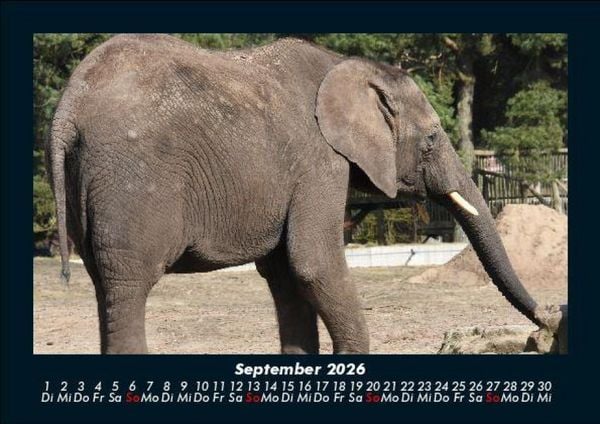 Produktbild: Elefanten 2026 Fotokalender DIN A5
