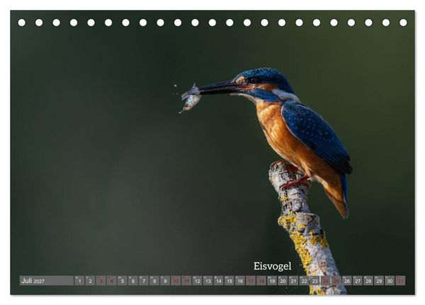 Produktbild: Vogelfotografie aus dem Norden (Tischkalender 2027 DIN A5 quer), CALVENDO Monatskalender
