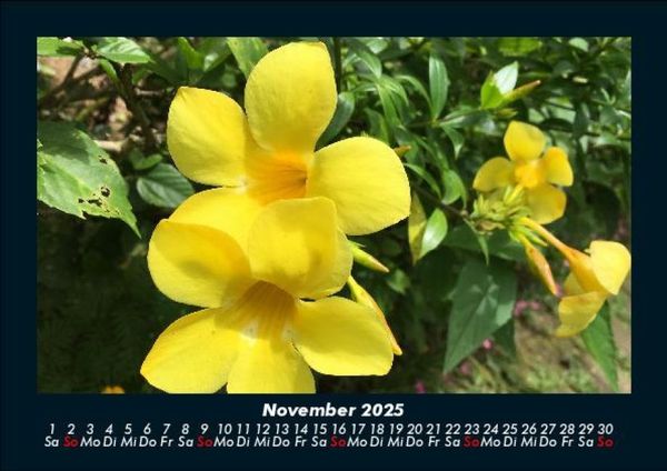 Produktbild: Blumentr&auml;ume 2025 Fotokalender DIN A5