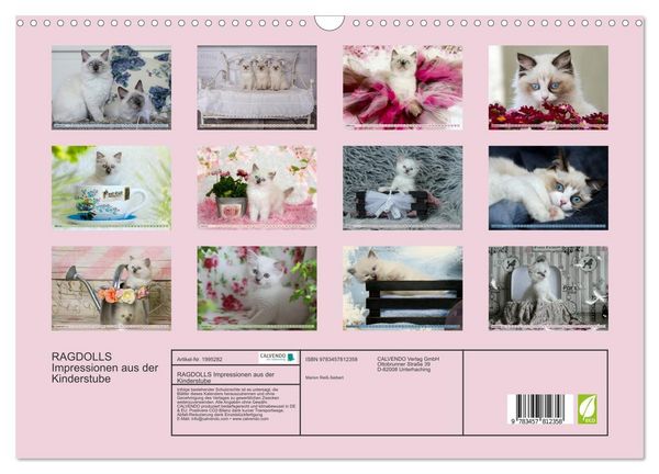 Produktbild: RAGDOLLS Impressionen aus der Kinderstube (Wandkalender 2026 DIN A3 quer), CALVENDO Monatskalender