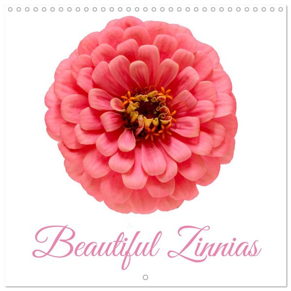 Produktbild: Beautiful Zinnias (Wall Calendar 2026 12 &times; 12 Inch) CALVENDO 12 Month Wall Calendar