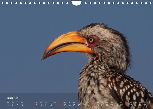 Produktbild: S&uuml;dliches Afrika (Wandkalender 2022 DIN A4 quer)