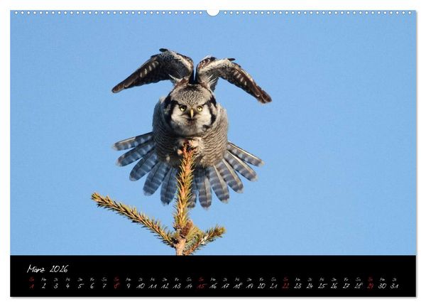 Produktbild: Heimische Eulen und Greife (hochwertiger Premium Wandkalender 2026 DIN A2 quer), Kunstdruck in Hochglanz