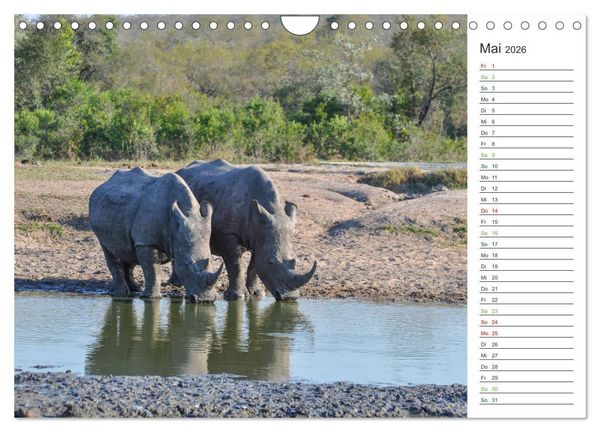 Produktbild: Nash&ouml;rner - Sanfte Riesen (Wandkalender 2026 DIN A4 quer), CALVENDO Monatskalender