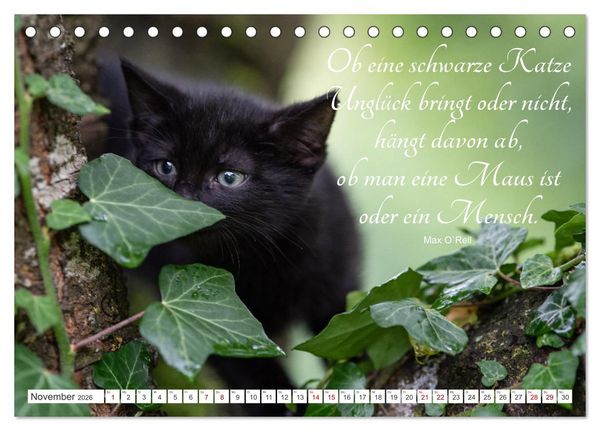 Produktbild: Kitten auf Entdeckungsreise (Tischkalender 2026 DIN A5 quer), CALVENDO Monatskalender